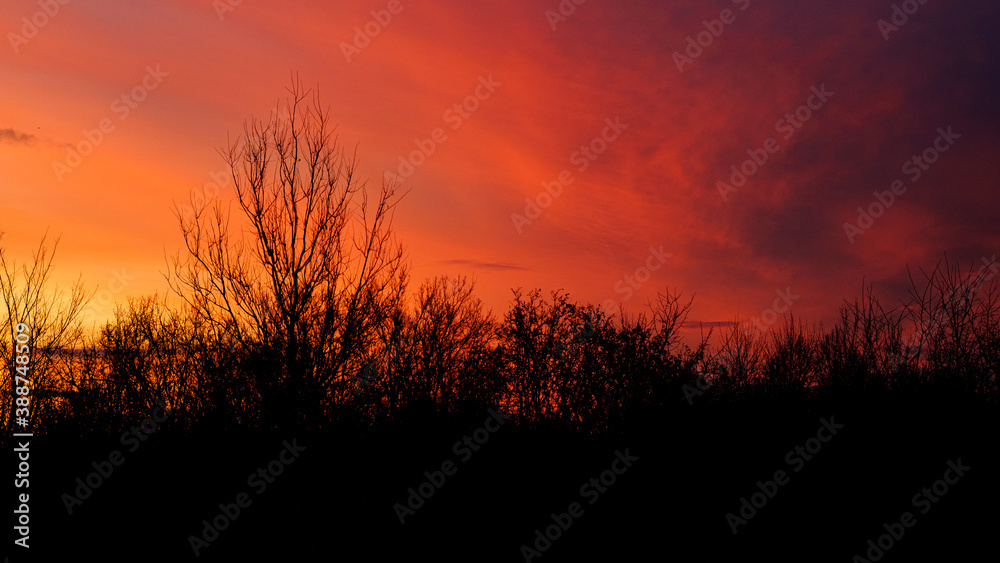 Natural Sunset with trees silhouette. Bright Dramatic Sky And Dark Ground. Warm Colours. Tree silhouetted against a setting sun.  Photo of the sky. Background with sky