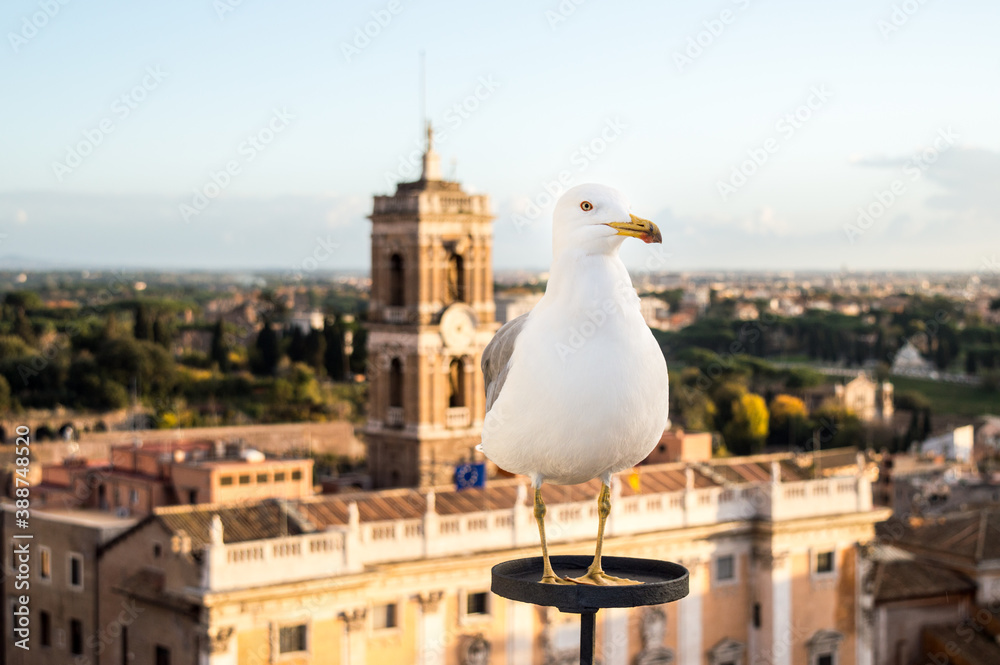 Seagull resting with church Santa Maria Nova in the background at sunset Seagull resting with church Santa Maria Nova in the background at sunset
