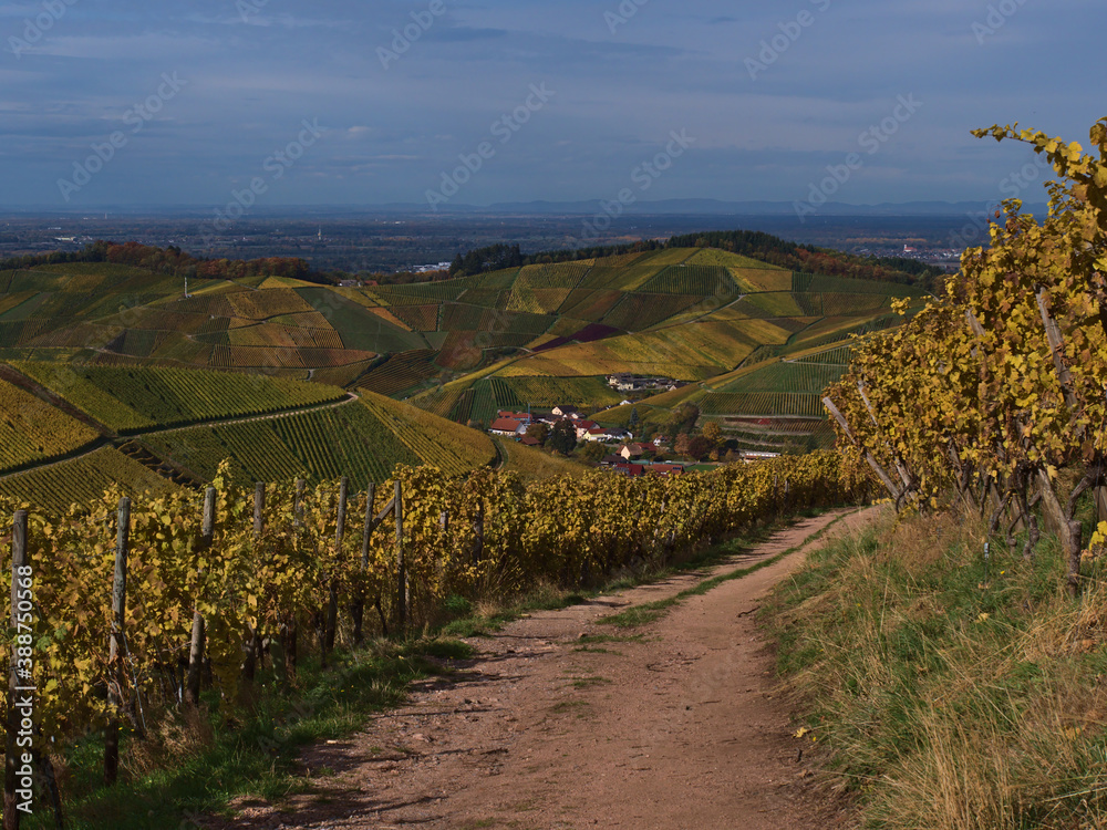 Dirt road leading through the yellow colored vineyards of Durbach, Germany with an impressive panorama view over the surrounding multi-colored hills in autumn season.