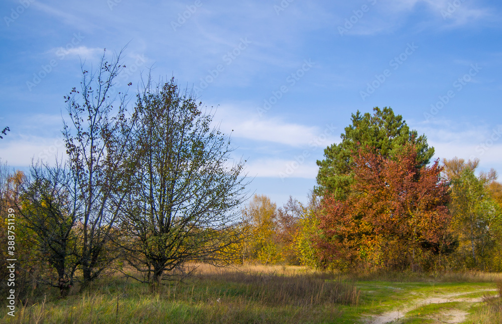 Obraz premium autumn in the forest