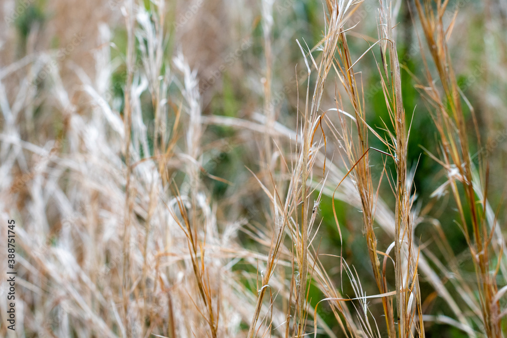 Dried grass stalks in a meadow with soft focused green background ~A Meadow's Splendor~ Dried grass stalks in a meadow with soft focused green background ~A Meadow's Splendor~