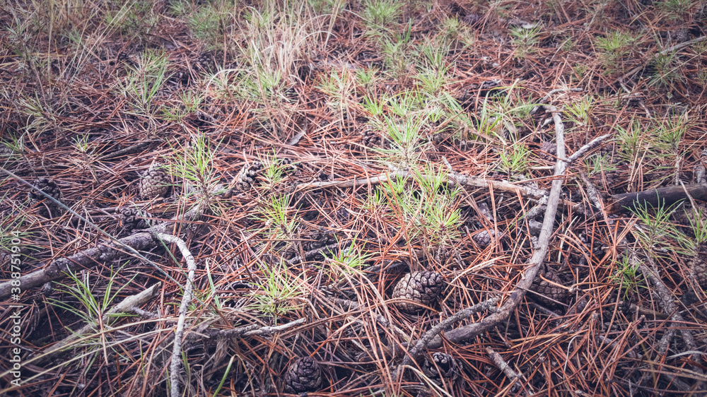 Pine sprouts naturally growing on the soil in the woods