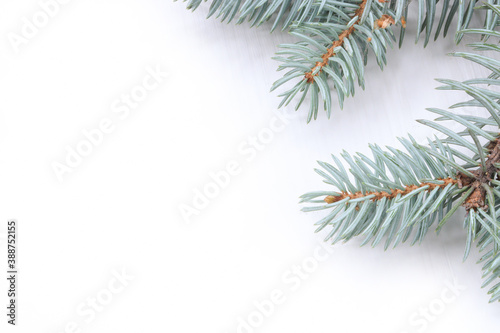 Blue spruce branches lie on a white background. Space for your text. New years  concept of Christmas.