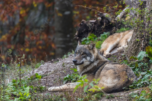wolf lies in the sun in a zoo and looks © thomaseder