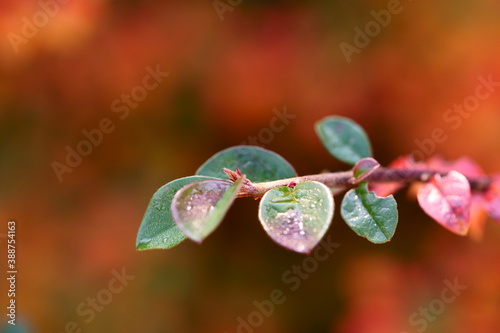 drops of dew on the leaves