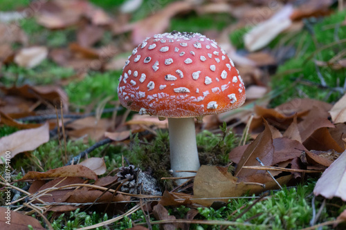 mushroom © Aleksandr