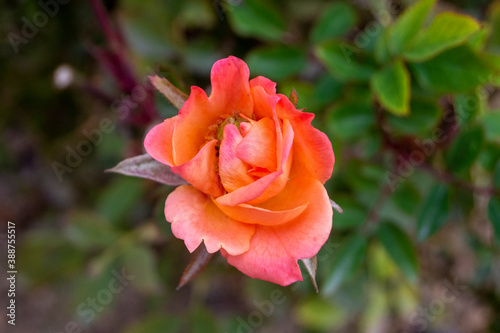 Flor rosa de jardín