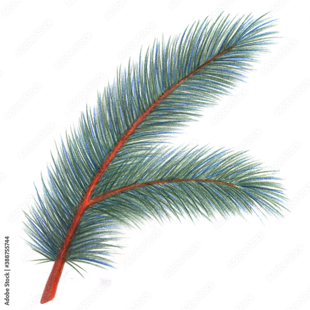 Green Christmas Tree Branch Isolated. Hand-drawn pencil illustration.