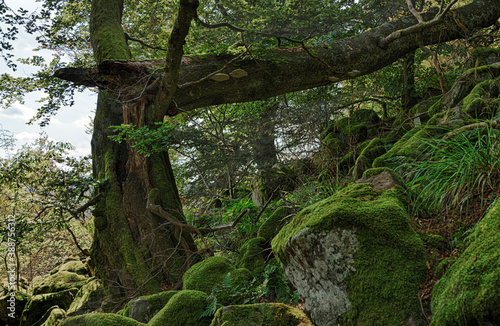 Berg-Ahorn  Acer pseudoplatanus  mit Zunderschwamm  Fomes fomentarius  an einer Blockhalde am Schafstein