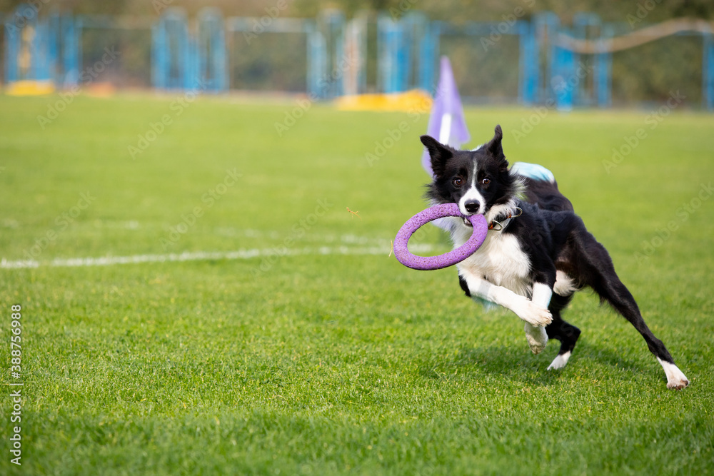 Sportive dog performing during the lure coursing in competition. Pet sport, motion, action, showing, performance concept. Pet's love. Young animal training before performing. Looks strong, purposeful.