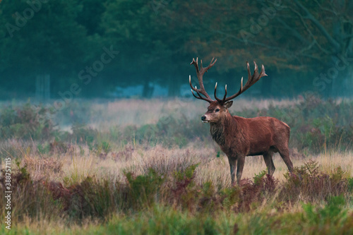 Adult deer with beautiful antlers with copy space © Peter
