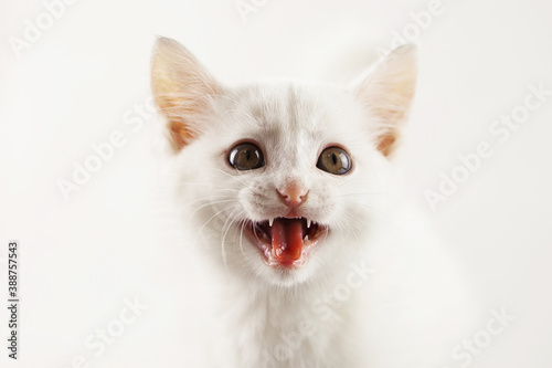 angry hungry white kitten screams, body out of focus