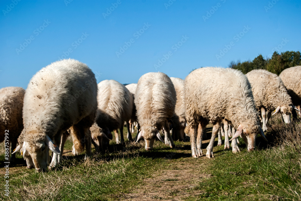 A flock of sheep grazing on green grass meadow in sunny autumn day A flock of sheep grazing on green grass meadow in sunny autumn day