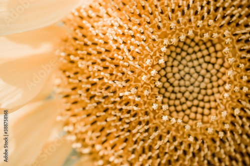 closeup of a sunflower with yellow petals and green leaves. yellow sunflower in the summer garden under the rays of the sun. closeup of a yellow textured sunflower core
