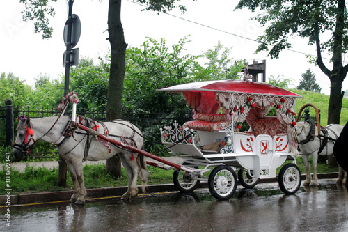 A horse harnessed to a carriage for tourist walks around the city.