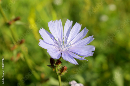  Blue beautiful flowers close-up on a green background.