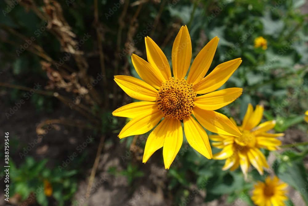 Golden yellow flower head of Heliopsis helianthoides in mid July Golden yellow flower head of Heliopsis helianthoides in mid July
