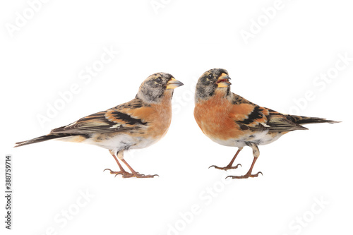  two brambling bird isolated on white background.