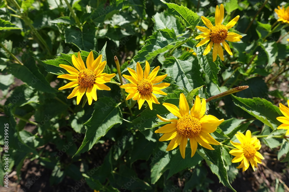 Several yellow flowers of Heliopsis helianthoides in July Several yellow flowers of Heliopsis helianthoides in July