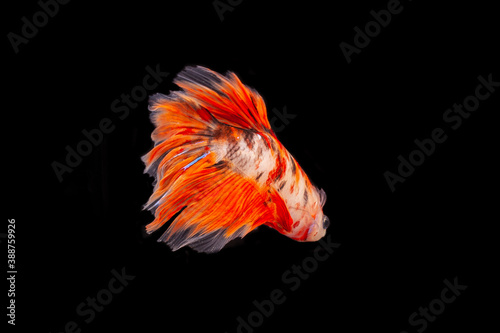 Colourful betta fish photography