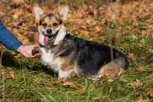 Welsh corgi pembroke dog give paw in autumn forest 