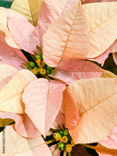 Close up of pink beige poinsetta, euphorbia princettia