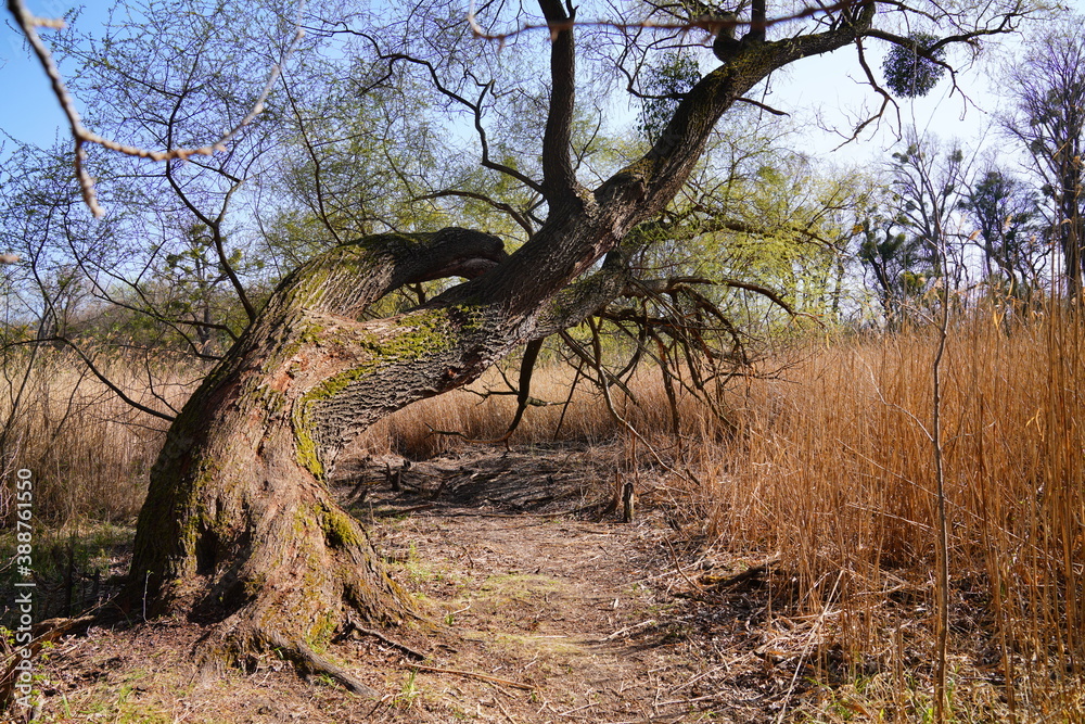 Im Herbst , Ein großer abfallender Baum mit braunen Zweigen und wenig blätter Im Herbst , Ein großer abfallender Baum mit braunen Zweigen und wenig blätter