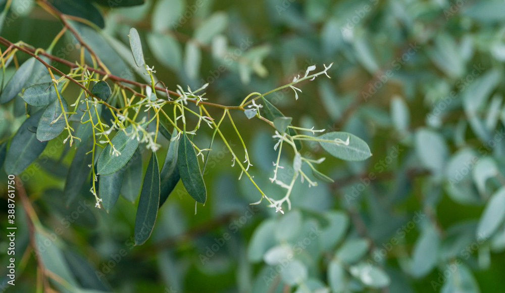 Fototapeta premium Close-up of beautiful fresh leaves Eucalyptus gunnii (Cider gum) on blurred background of city public park 'Krasnodar' or 'Galitsky park'. Nature concept with place for text. Selective focus