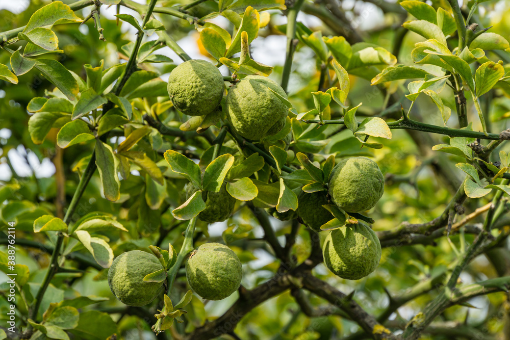 Close-up of green fruits of Citrus trifoliata or Japanese Bitter Orange(Poncirus trifoliata) with prickly branches in public city park Krasnodar or 'Galitsky park'.