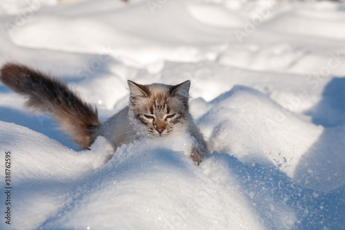 Photography cat in the snow