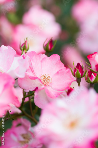 ピンクのバラ © Paylessimages
