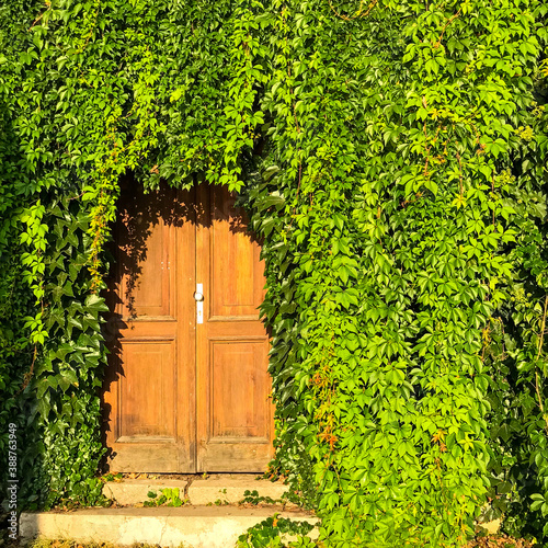 Door in the Ivy