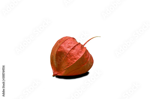 Lampionblume (Physalis alkekengi), Blume, Orange, Herbst photo