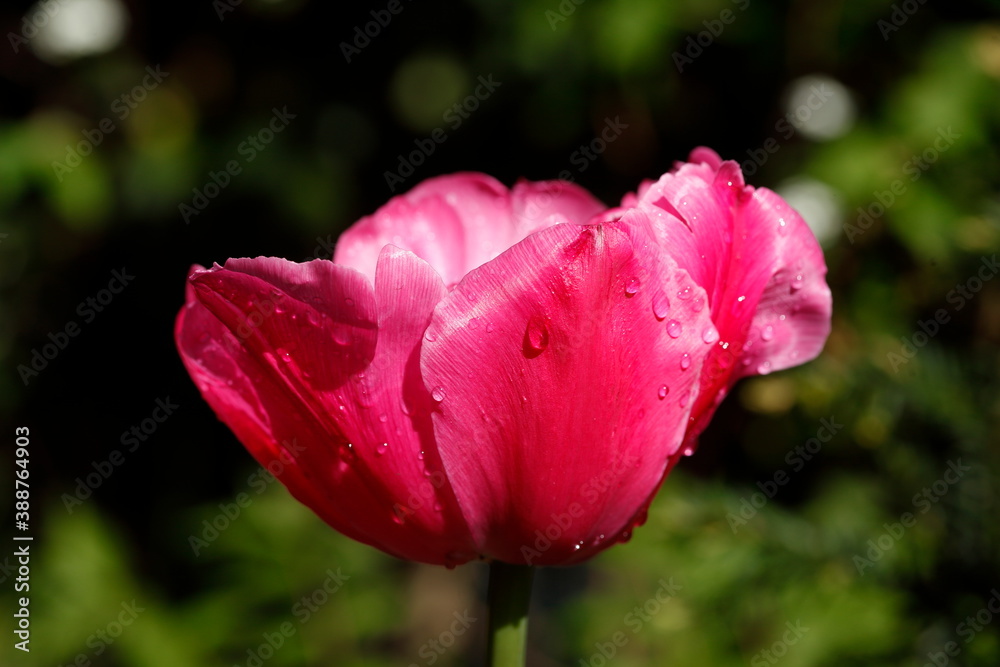 Rosa blühendeTulpe (Tulipa), Deutschland, Europa Rosa blühendeTulpe (Tulipa), Deutschland, Europa
