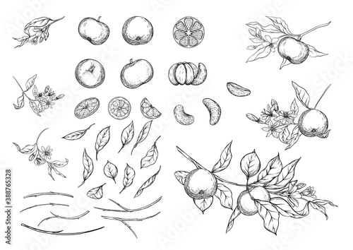 Mandarin, tangerine tree branch with fruits, flowers and leaves. Element for design. Graphic drawing, engraving style. Vector illustration. Isolated on white background.. photo