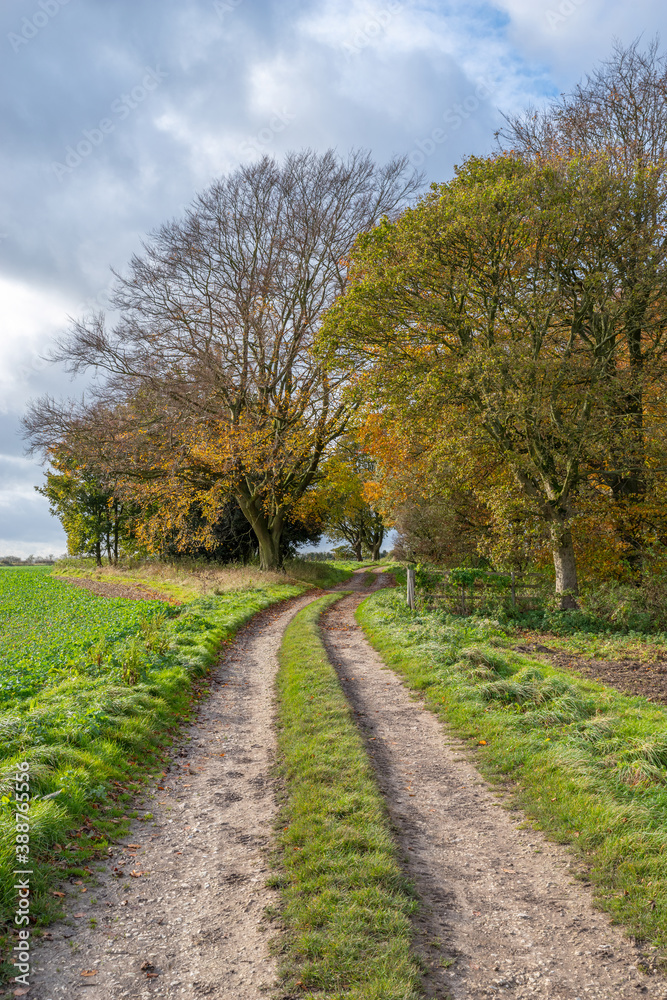 Naklejka premium Dirt track leading to woods