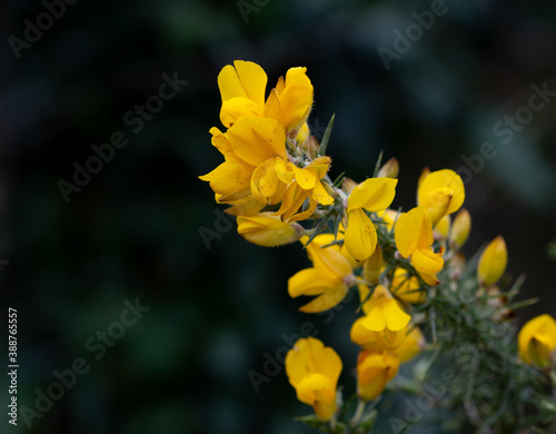 Whether you know it as Gorse, Furze or Whin, this must be our most remarkable native shrub. Throughout the year, the rich yellow peaflowers seem to light up the Irish landscape photo