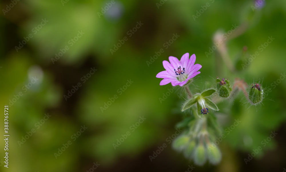 Close up photo (macro) of Geranium molle or Dovesfoot Geranium flower taken in Co Louth. Ireland Close up photo (macro) of Geranium molle or Dovesfoot Geranium flower taken in Co Louth. Ireland