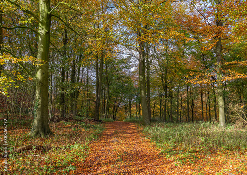 Woodland track in the fall © Alex
