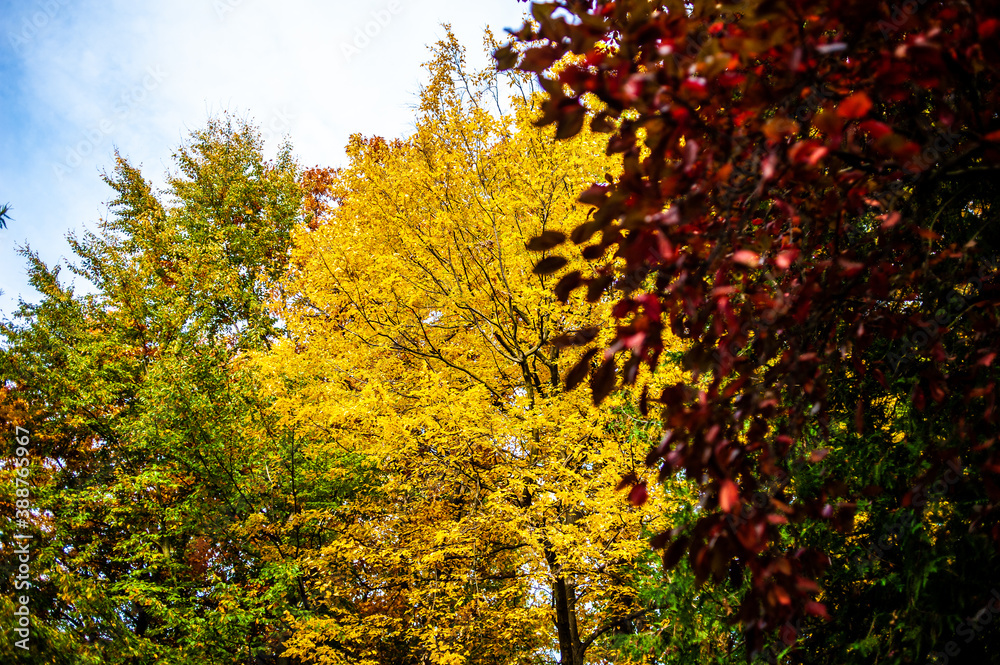 Fototapeta premium Bright autumn leaves in the natural environment. Fall trees, yellow orange nature background