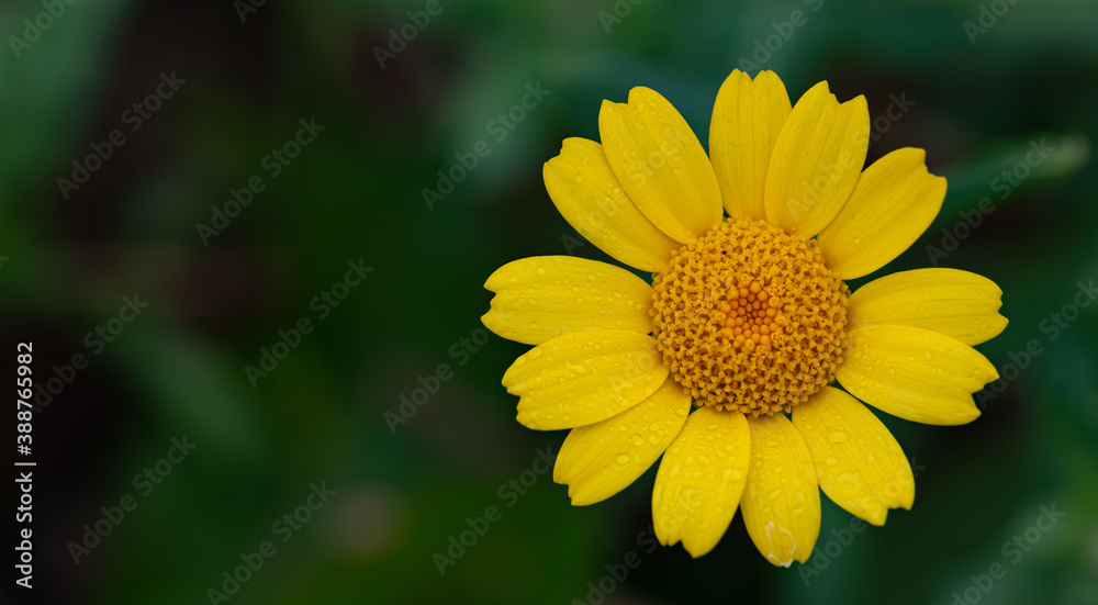 Close up photo of beautiful yellow Corn Marigold. Photo taken in Co Louth. Ireland. Close up photo of beautiful yellow Corn Marigold. Photo taken in Co Louth. Ireland.