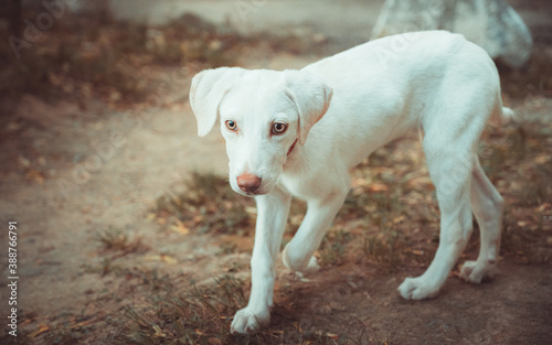 young white dog playing in the grass