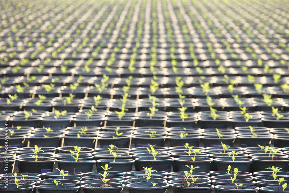 Fototapeta premium Row of young organic salad crop planting in the pot inside greenhouse nursery for agricultural use purpose