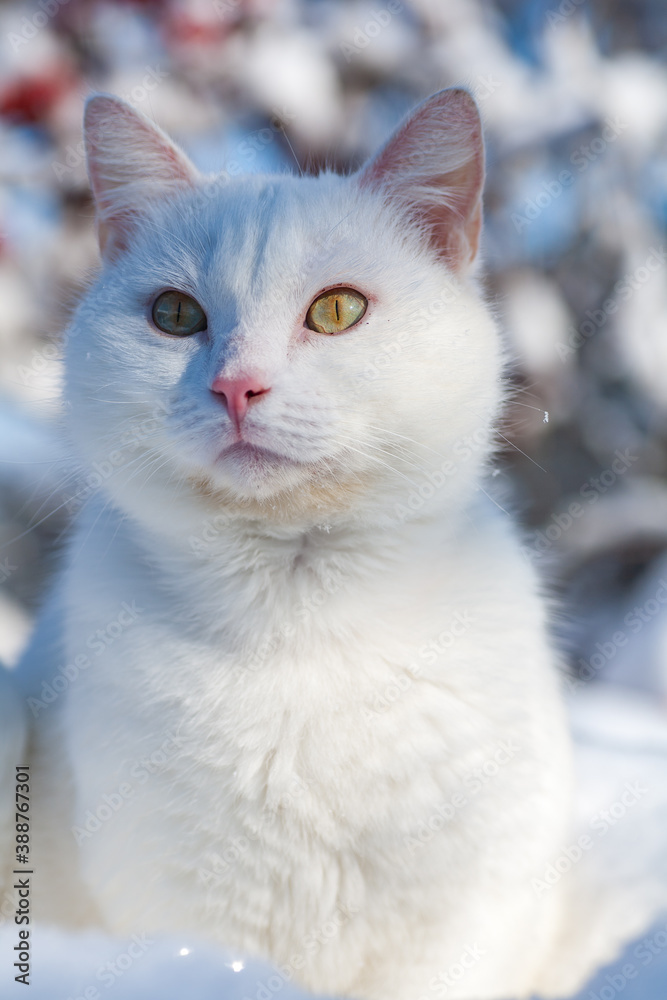 cat in snow on a foggy winter morning