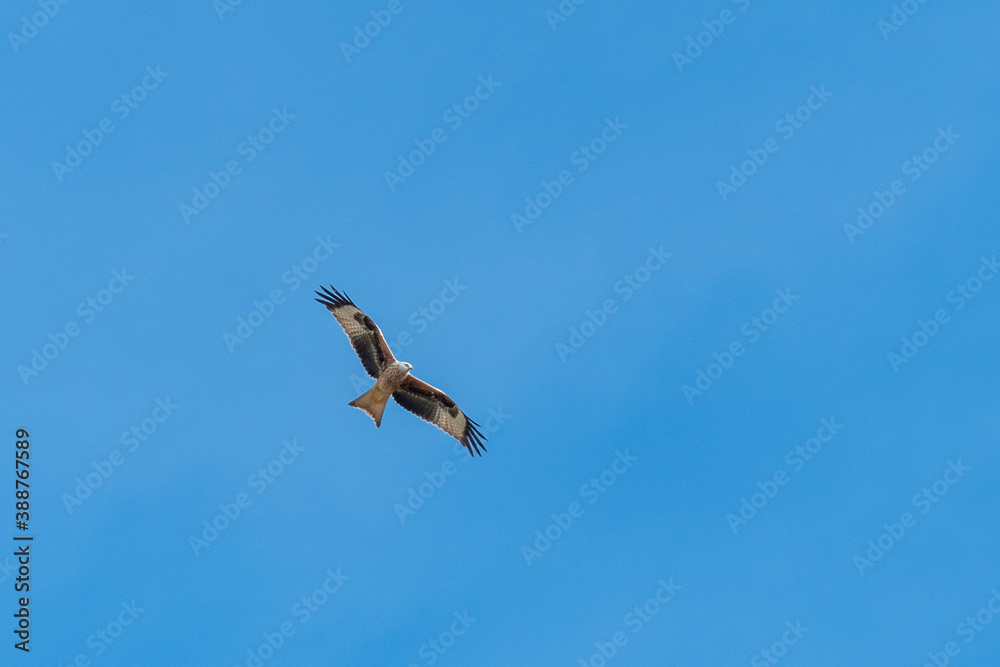 Obraz premium Red Kite (Milvus milvus) against blue sky