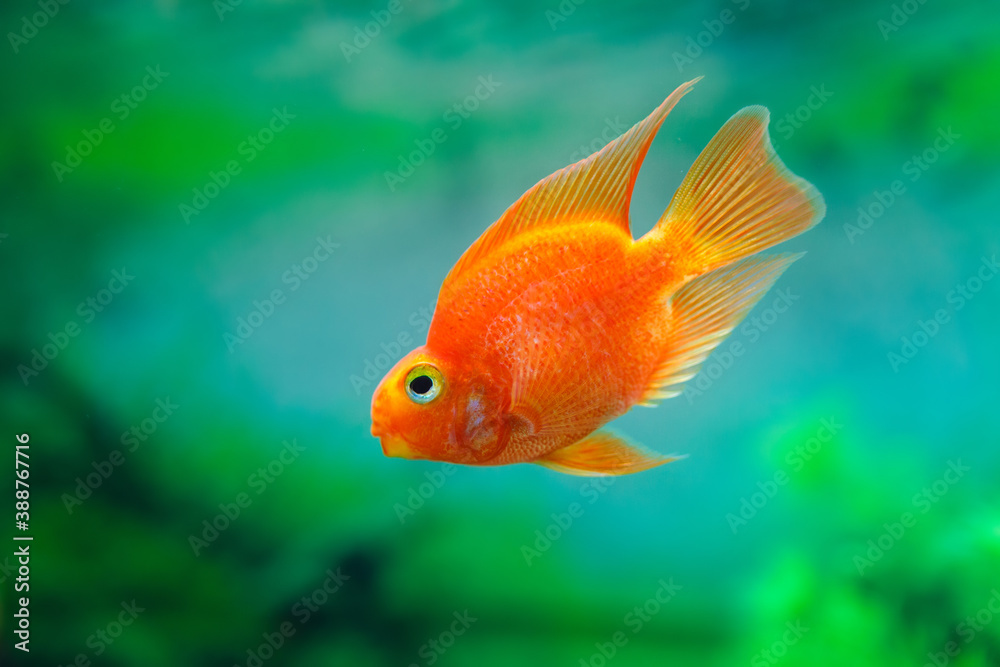 Red Blood Parrot Cichlid in aquarium plant green background. Goldfish, funny orange colorful fish - hobby concept Red Blood Parrot Cichlid in aquarium plant green background. Goldfish, funny orange colorful fish - hobby concept