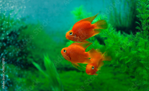 Red Blood Parrot Cichlid in aquarium plant green background. Funny orange colourful fish - hobby concept