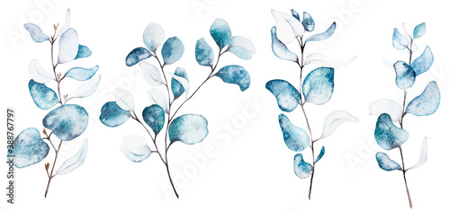 Watercolor illustration set - eucalyptus, green leaves