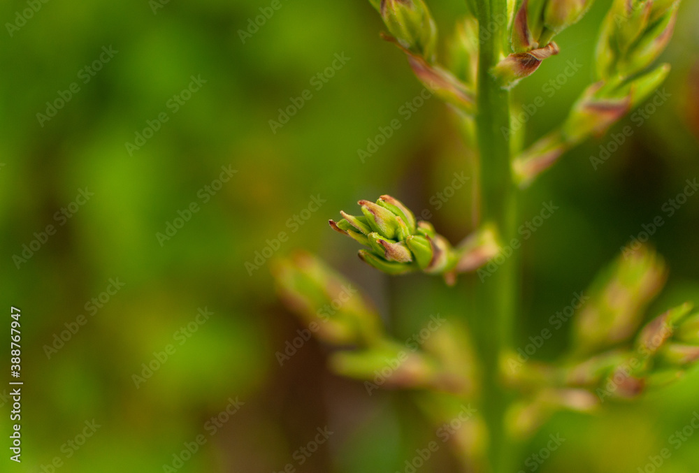 Blooming Adam's Needle bud on the green blurry background with copy space. Yucca Filamentosa. Blooming Adam's Needle bud on the green blurry background with copy space. Yucca Filamentosa.