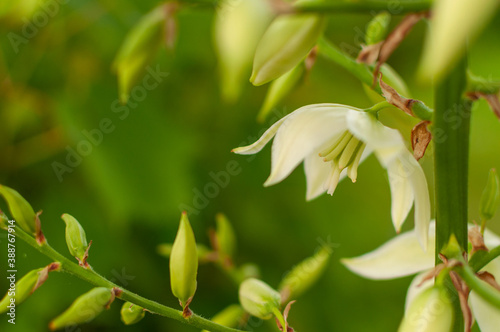 Blooming Adam's Needle flower on the sunny summer day with fresh buds in the background. Yucca Filamentosa.